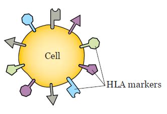 Human Leukocyte Antigen (HLA) Typing and Stem Cell Harvesting.